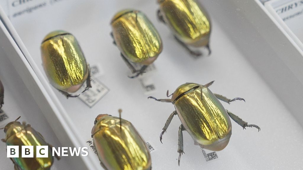 Gold beetles to Darwin's finds - the 70 million museum artefacts going online