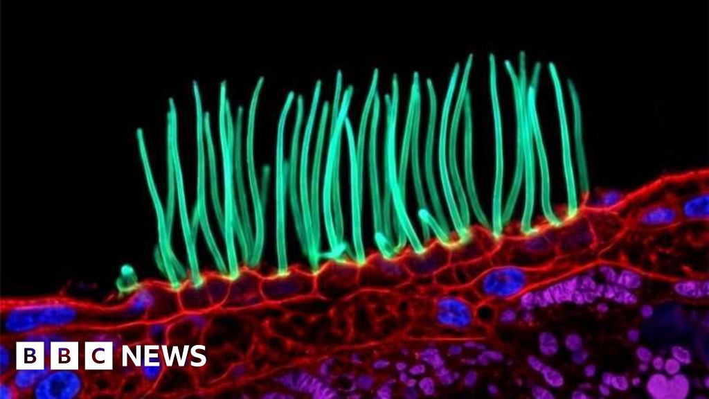 Tiny image sparks big backlash in Nikon photo contest